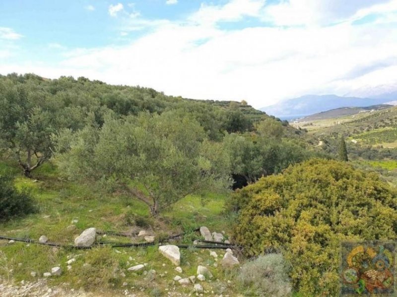 Pitsidia Süd Kreta, Pitsidia Baugrundstück 5.500 m² Grundstück kaufen